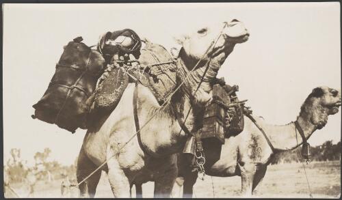 Two fully laden camels, 1914 [picture] / Frank Hurley
