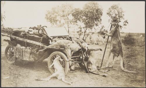 Four kangaroos and a bustard draped over Francis Birtles' Ford automobile, Gulf of Carpentaria, Queensland, 1914 [picture] / Frank Hurley