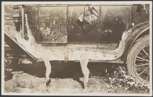 Dead crocodile attached to the wheel arches and running board of a motor car with its mouth propped open, Gulf of Carpentaria, 1914 [picture] / Frank Hurley