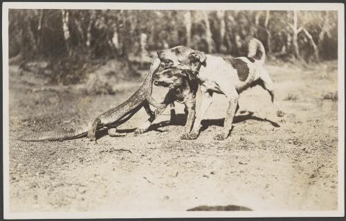 Terriers with a dead goanna, 1914 [picture] / Frank Hurley