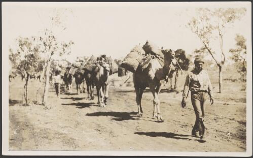 An Afghani man leading a heavily laden camel train, 1914 [picture] / Frank Hurley