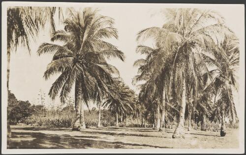 Rows of coconut trees bordered by Agave americana on the left, 1914 [picture] / Frank Hurley