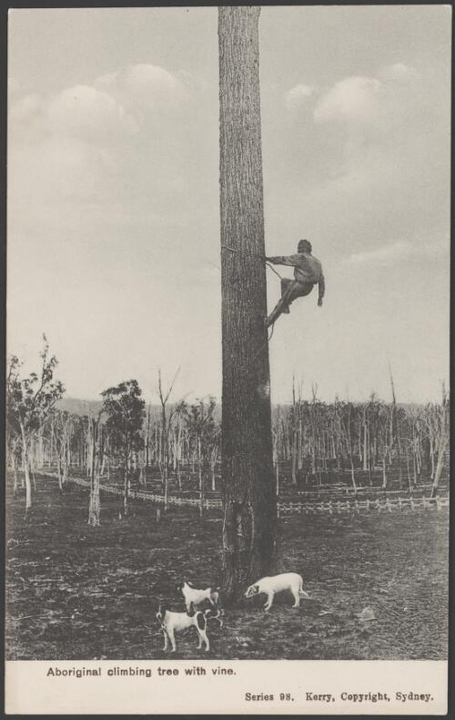 Aboriginal man climbing a tree using a vine rope, New South Wales, ca. 1895 [picture] / Kerry
