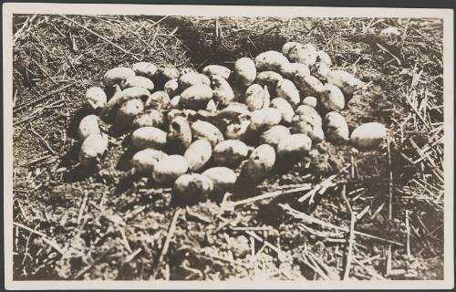 A large clutch of crocodile eggs, Gulf of Carpentaria, 1914 [picture] / Frank Hurley