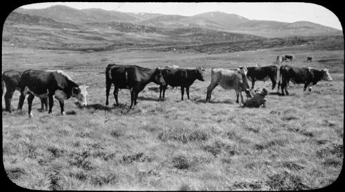 Salt hungry cattle licking the boots of Wilkinson's wife, Bogong High Plains, Victoria, approximately 1920 / Robert Wilkinson