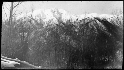 Mount Bogong seen through a stand of trees, Victoria, approximately 1920 / Robert Wilkinson