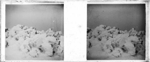 Trees covered in thick snow, Victoria, approximately 1920 / Robert Wilkinson