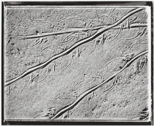 Goanna tracks in river bed, Fitzroy Crossing, Western Australia, 2003 / Stephen Dupont