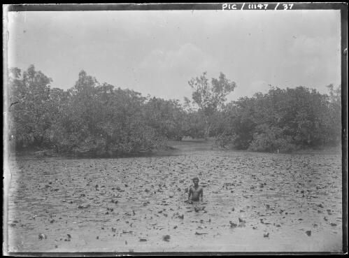 Aboriginal man standing waist deep in water, near Borroloola, Northern Territory, 1911 [picture]