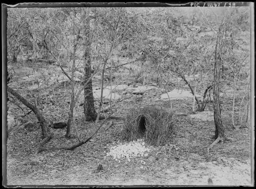 Bower of the Great Bowerbird, Chlanydodera Nuchalis, near Borroloola, Northern Territory, 1911, [1] [picture]