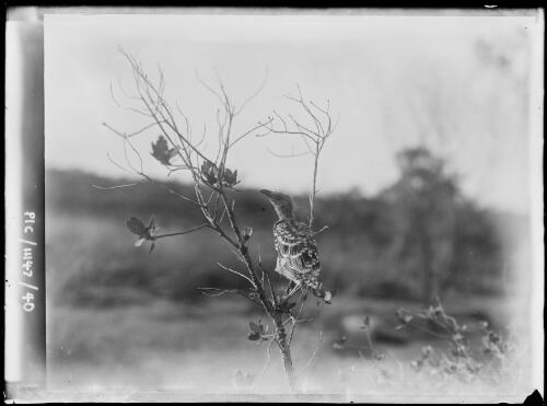 Young of Great Bowerbird, near Borroloola, Northern Territory, 1911 [picture]