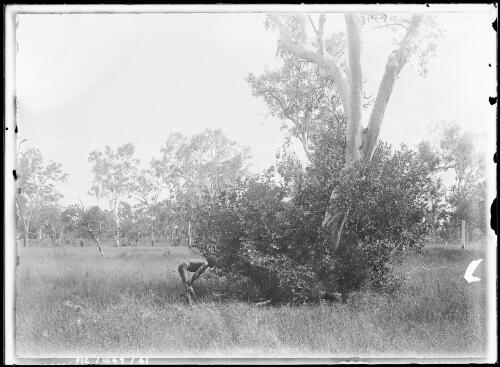 An Aboriginal man is examining the bower of the Great Bowerbird, near Borroloola, Northern Territory, 1911 [picture]