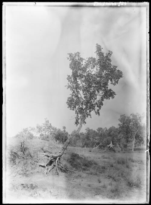 Ironwood Tree - poisonous to stock, Borroloola, Northern Territory, 1911 [picture]