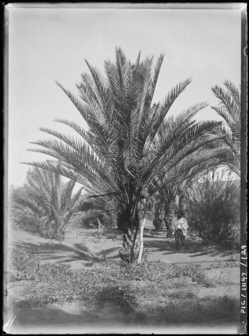 Date palm plantation at Hermannsburg Lutheran Mission Station, Northern Territory, 1911 [picture]