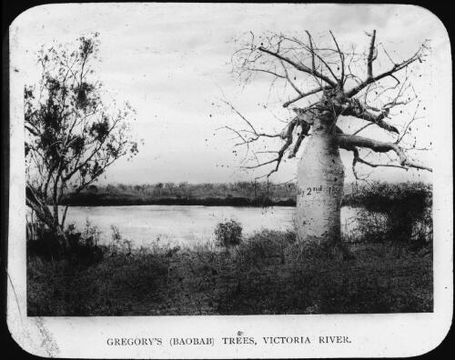 Photograph of a photograph of showing a Baobab Tree at Victoria River, Northern Territory, ca. 1911 [picture]