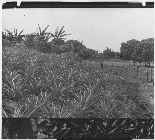 Photograph of a photograph of plants, Northern Territory, ca. 1911, [1] [picture]
