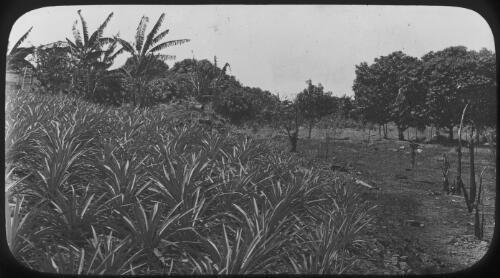 Photograph of a photograph of plants, Northern Territory, ca. 1911, [2] [picture]