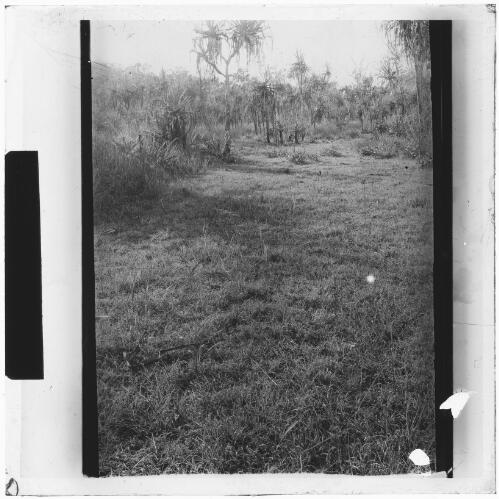 Photograph of a photograph of scrubland, Northern Territory, ca. 1912, [1] [picture]