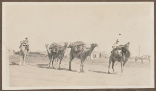 Dog fence inspector's camel train, Koonibba Mission, South Australia