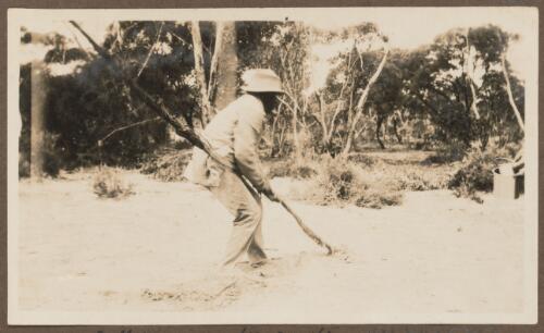 Aboriginal man pulling up mallee roots to obtain water, Koonibba Mission Station, South Australia