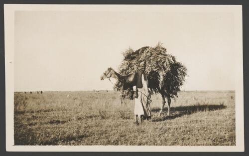 Camel laden with a harvested crop, Palestine, approximately 1918, 1