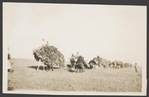 Camel train laden with a harvested crop, Palestine, approximately 1918
