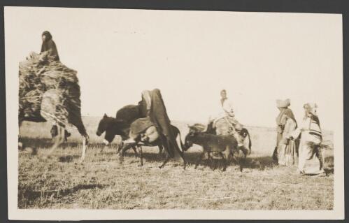 Camel laden with a harvested crop followed by women riding on donkeys, Palestine, approximately 1918