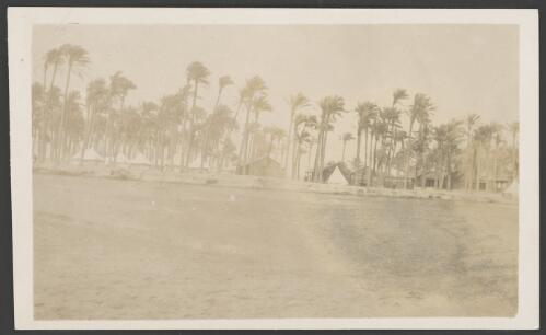 Camp in a palm grove, Palestine, approximately 1918