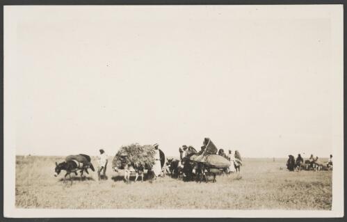 Donkeys laden with a harvested crop and goods, Palestine, approximately 1918