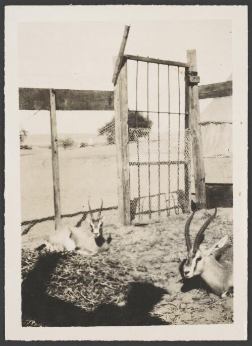 Two Dorcas gazelle in a pen, Egypt, approximately 1918