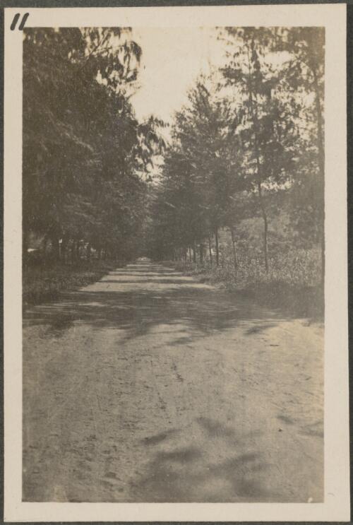 Road on New Britain Island, Papua New Guinea, approximately 1916