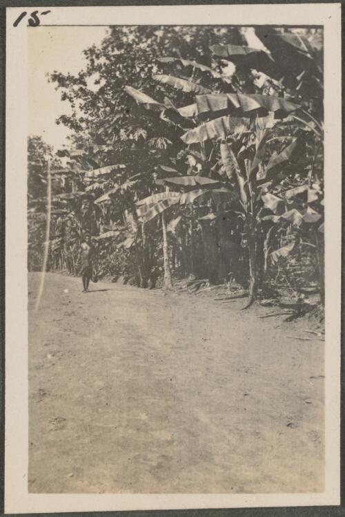 Banana plants on side of road, New Britain Island, Papua New Guinea, approximately 1916