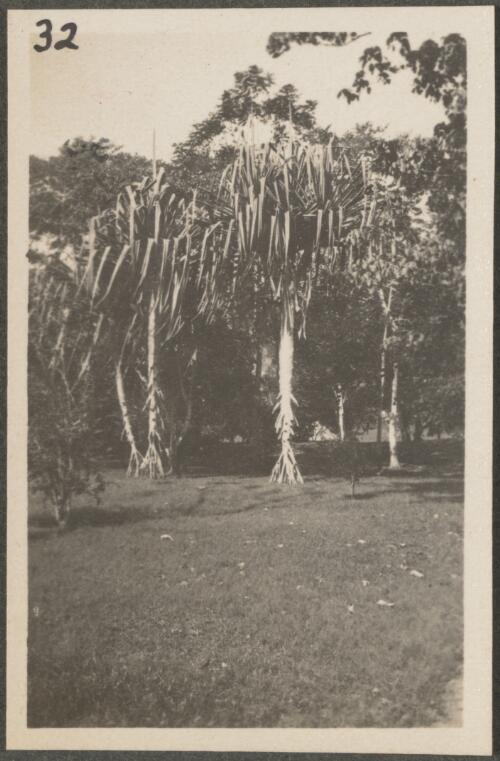 Palm trees in the Botanical Gardens, Rabaul, New Britain Island, Papua New Guinea, approximately 1916