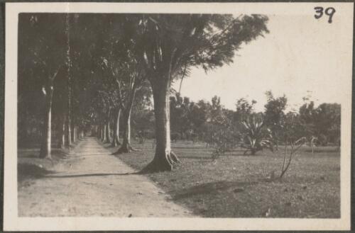 Road lined with trees in the Botanical Gardens, Rabaul, New Britain Island, Papua New Guinea, approximately 1916