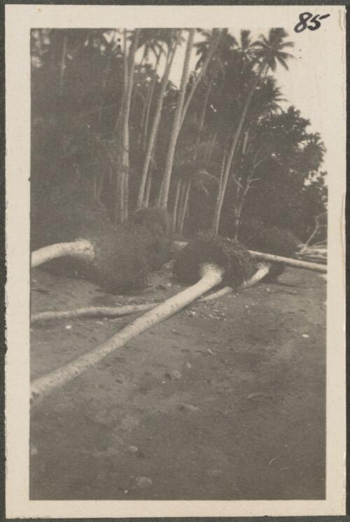 Coconut palms uprooted by a storm, New Britain Island, Papua New Guinea, approximately 1916