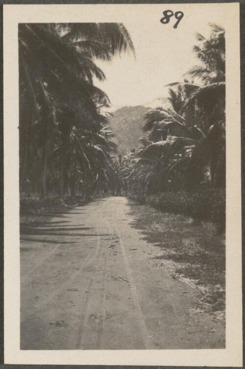 Road through coconut plantation, New Britain Island, Papua New Guinea, approximately 1916, 1