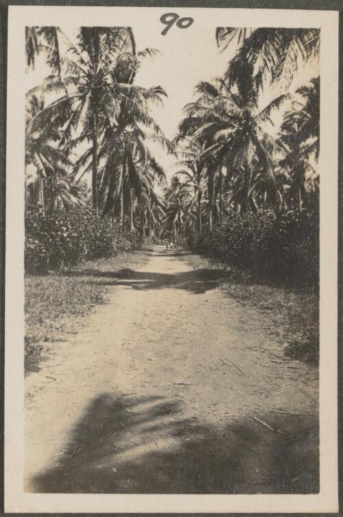 Road through coconut plantation, New Britain Island, Papua New Guinea, approximately 1916, 2
