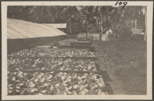Coconuts split in half, drying in the sun, Rabaul, New Britain Island, Papua New Guinea, probably 1916
