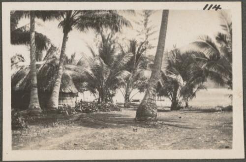 Native hut with palm trees, New Britain Island, Papua New Guinea, probably 1916