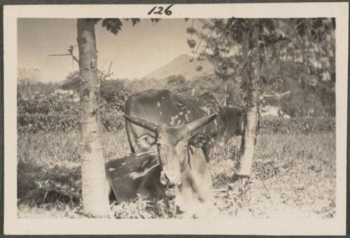 Two water buffaloes, New Britain Island, Papua New Guinea, approximately 1916