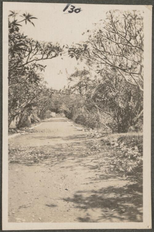 Road in a private garden, New Britain Island, Papua New Guinea, probably 1916