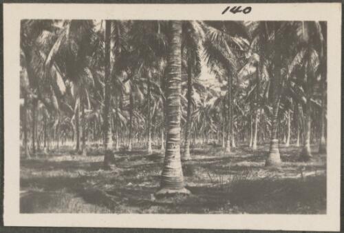 Coconut plantation, New Britain Island, Papua New Guinea, probably 1916