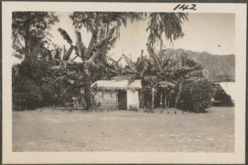 Hut surrounded by palms, New Britain Island, Papua New Guinea, probably 1916