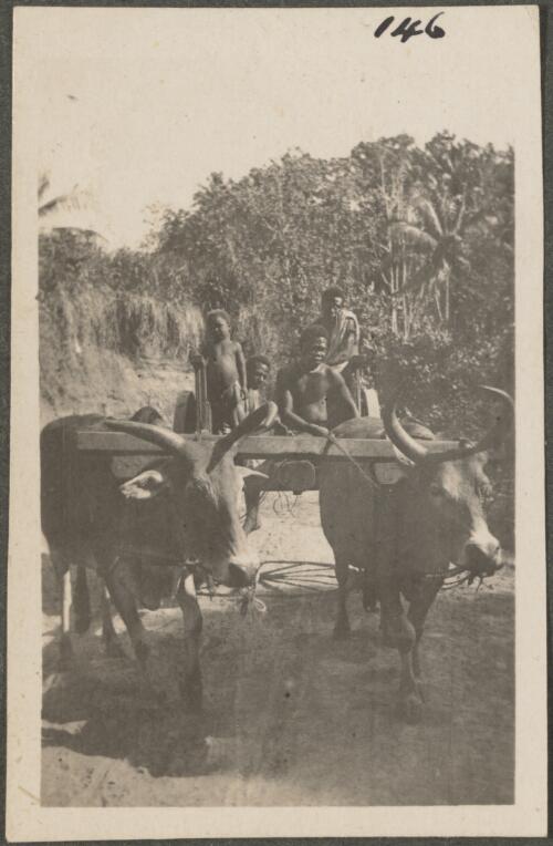 Two water buffalo pulling a cart, New Britain Island, Papua New Guinea, approximately 1916