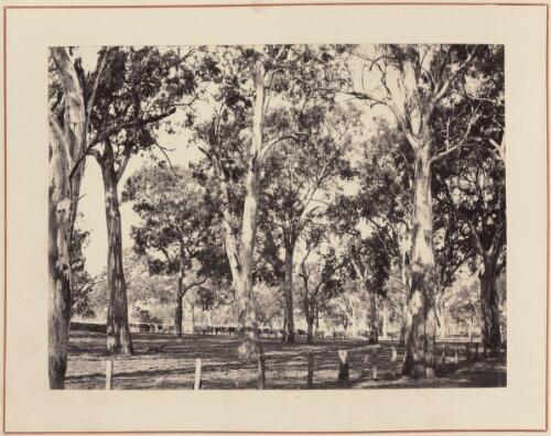 Rural scene with cattle, South Australia, approximately 1880 / Samuel Sweet