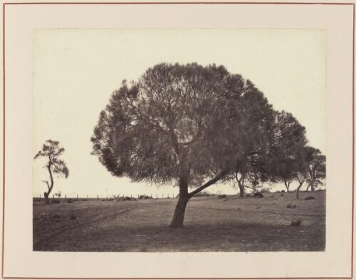 Tree in a paddock, South Australia, approximately 1870 / Samuel Sweet