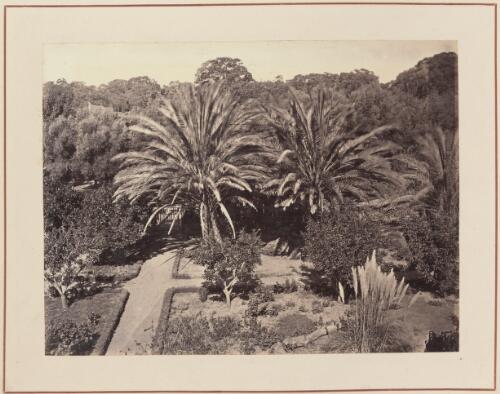 Two palm trees in a  garden, South Australia, approximately 1870 / Samuel Sweet