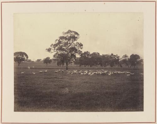 Sheep in a paddock, South Australia, approximately 1872 / Samuel Sweet