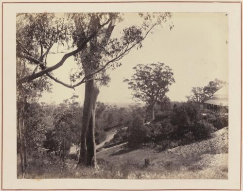 Homestead garden, South Australia, approximately 1870 / Samuel Sweet