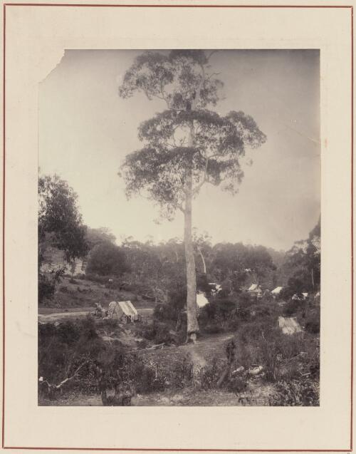 Bush camp, South Australia, approximately 1878 / Samuel Sweet